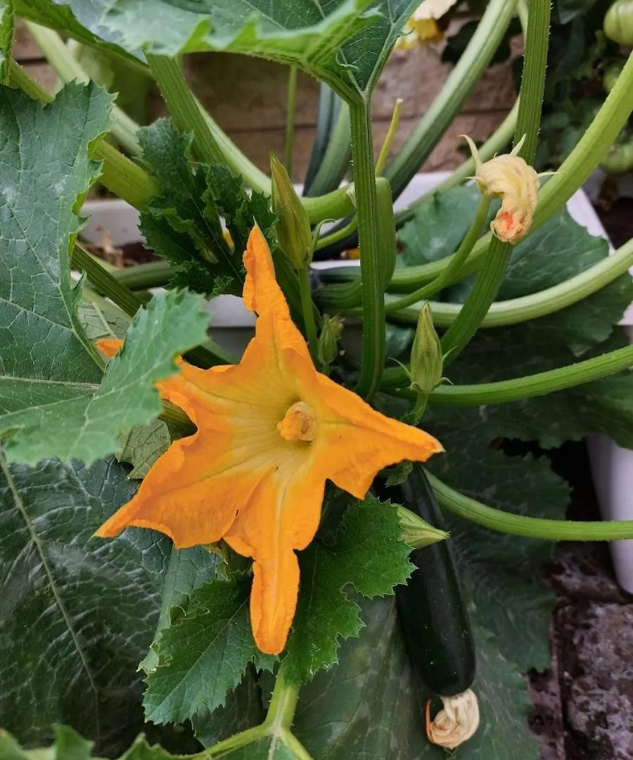 招待所 Bnb La Corte 阿菲 意大利